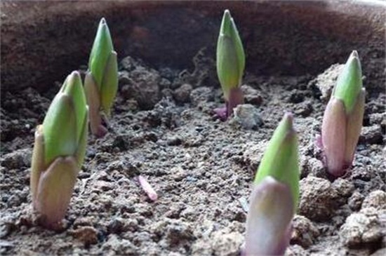 百合花的栽培办法,湿沙催芽和水肥管理是关键