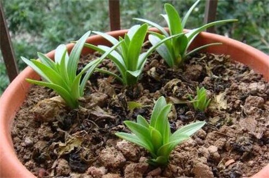 百合花的栽培办法,湿沙催芽和水肥管理是关键