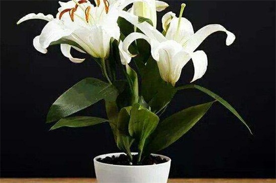 百合花后养护办法，减少水肥适当修剪