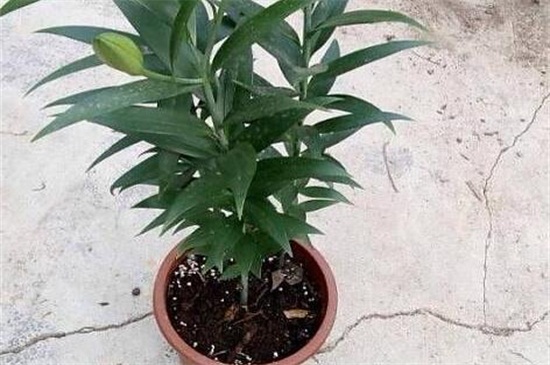 百合花后养护办法，减少水肥适当修剪