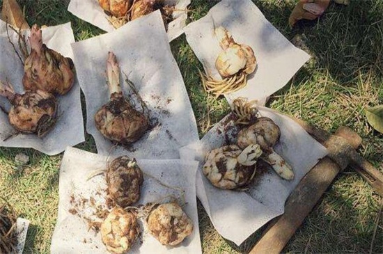 百合花的种植时间办法，老花匠教你种植最美百合