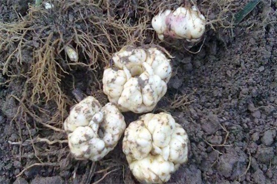 百合花的种植时间办法，老花匠教你种植最美百合