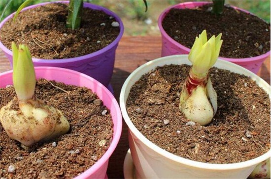 百合花的种植时间办法，老花匠教你种植最美百合