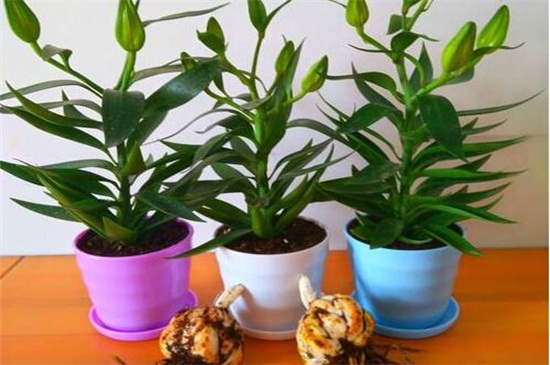 百合花的种植时间办法，老花匠教你种植最美百合