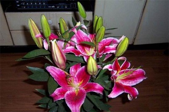 百合花一年开几次花期，精心养护可开花2次左右