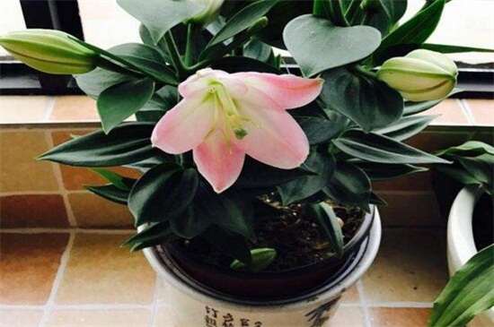 百合花盆栽的养殖办法，薄肥勤施预防病虫危害