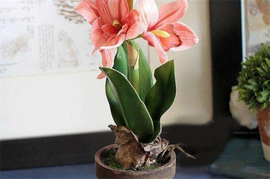 百合花盆栽的养殖办法，薄肥勤施预防病虫危害