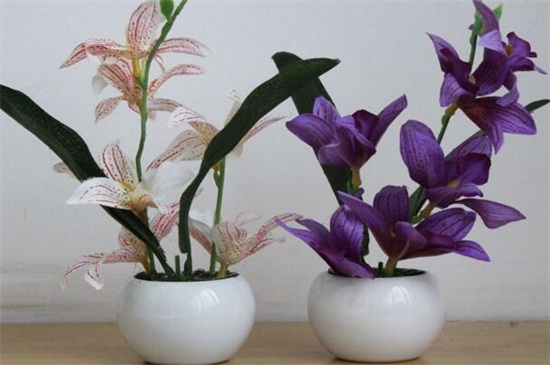 百合花盆栽的养殖办法，薄肥勤施预防病虫危害