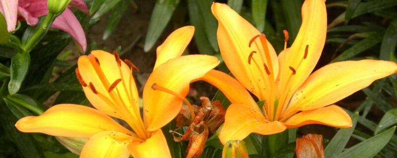 百合花种植办法