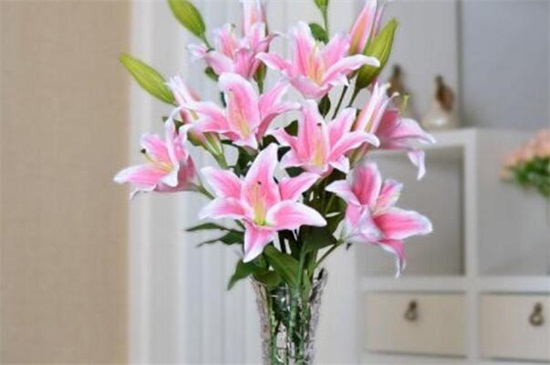 水养百合花留意事项