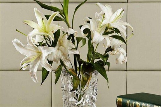 水养百合花留意事项