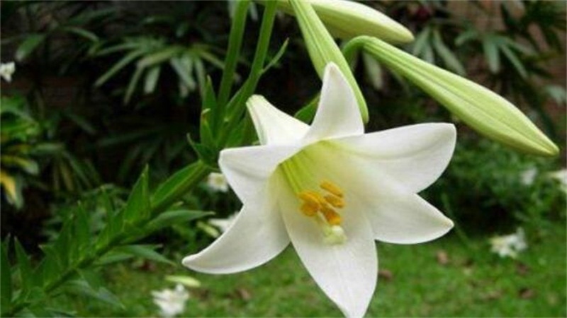 百合花叶子发黄如何办