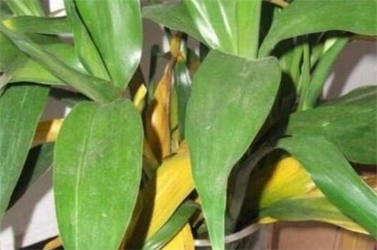 百合花叶子发黄如何办