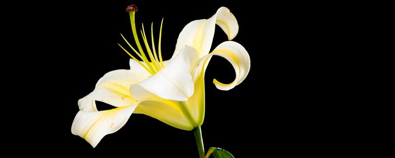 百合花叶子黄了如何办