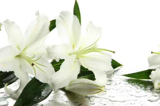 百合花叶子黄了如何办