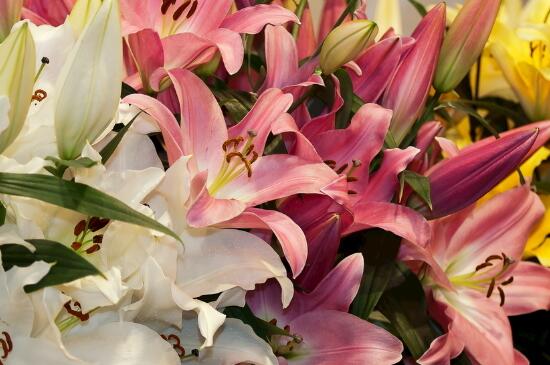 百合花叶子黄了如何办