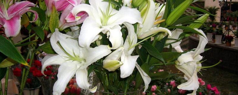 百合花的修剪办法图解