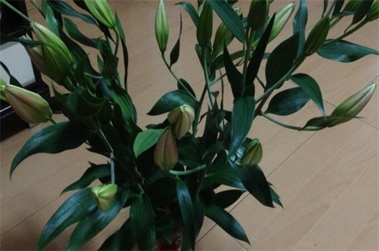 百合花的修剪办法图解