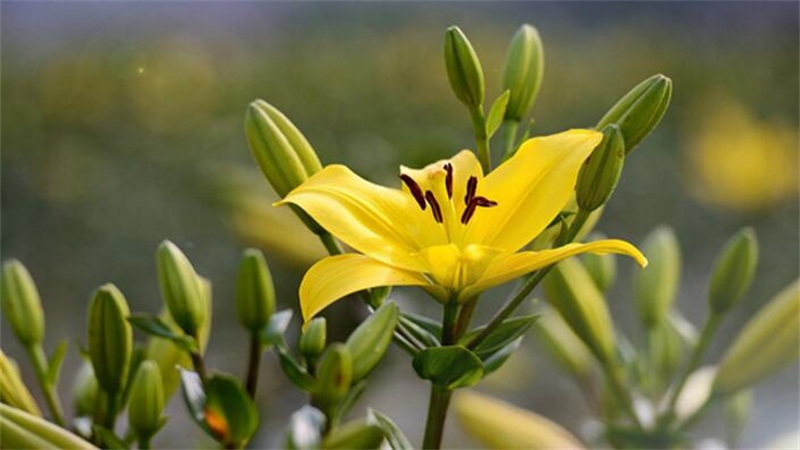 百合花的养殖办法和留意事项