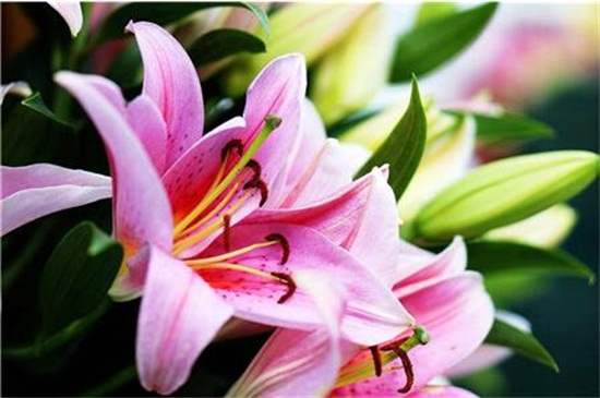 百合花的养殖办法和留意事项