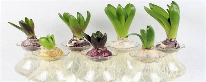 百合水养殖办法