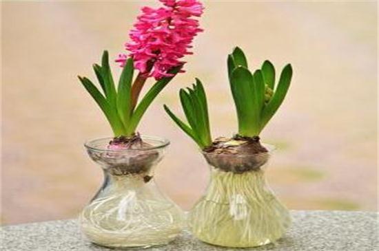 百合水养殖办法