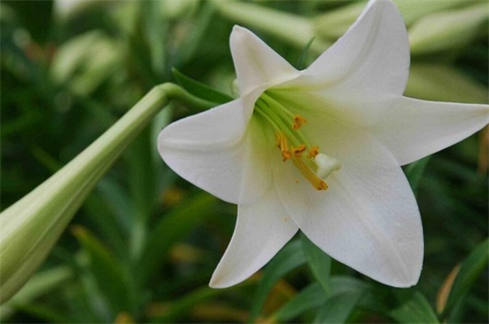 百合花如何过冬,留意五点使其安全越冬