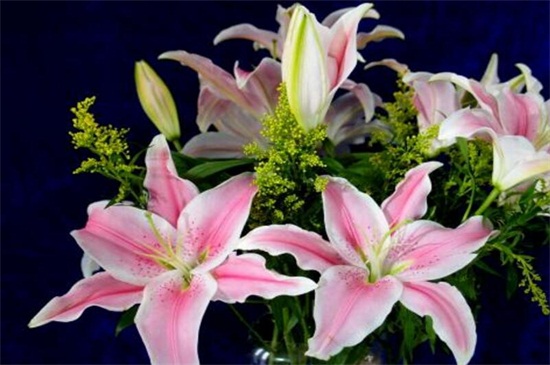 百合花如何过冬,留意五点使其安全越冬