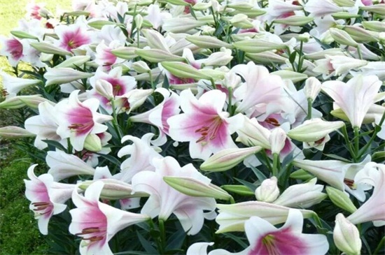 百合花如何过冬,留意五点使其安全越冬