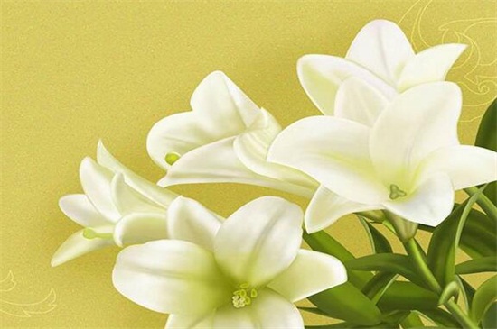 百合花如何过冬,留意五点使其安全越冬