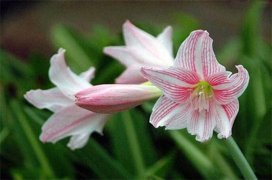 百合花送给什么人,恋人/挚友/父母长辈或同事