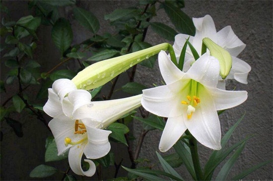 百合花送给什么人,恋人/挚友/父母长辈或同事