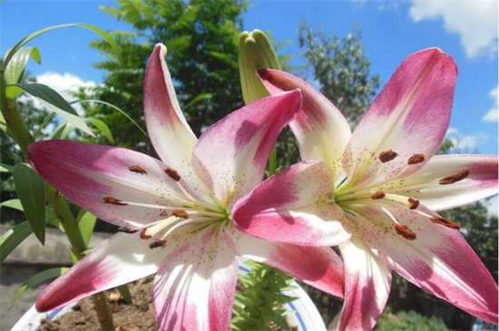 百合花送给什么人,恋人/挚友/父母长辈或同事