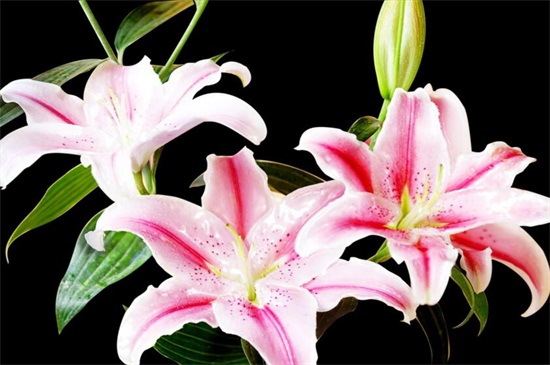 百合花送给什么人,恋人/挚友/父母长辈或同事