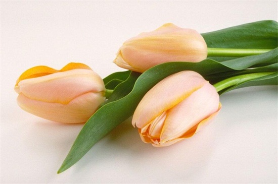 百合花送给什么人,恋人/挚友/父母长辈或同事