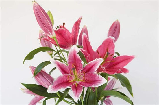 百合花送给什么人,恋人/挚友/父母长辈或同事