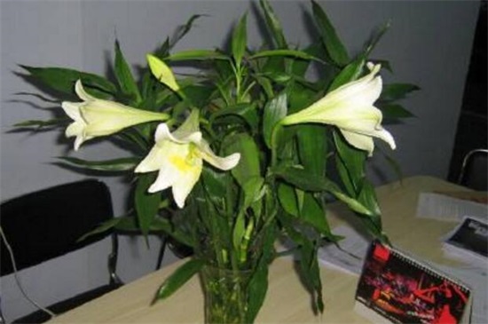 百合花如何插好看图片，6个步骤插出一瓶美丽百合花