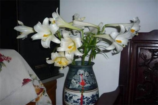 百合花如何插好看图片，6个步骤插出一瓶美丽百合花