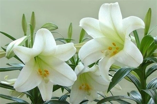 百合花的茎如何繁殖，5个步骤繁殖成活百合花