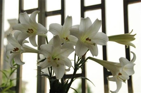 百合花的茎如何繁殖，5个步骤繁殖成活百合花