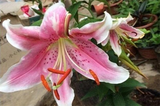 百合花的茎如何繁殖，5个步骤繁殖成活百合花