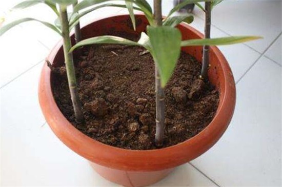 百合花的茎如何繁殖，5个步骤繁殖成活百合花