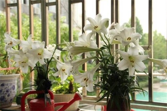 百合花的茎如何繁殖，5个步骤繁殖成活百合花