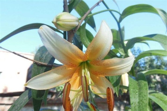 百合花的茎如何繁殖，5个步骤繁殖成活百合花