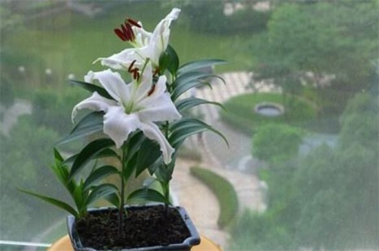 百合花的茎如何繁殖，5个步骤繁殖成活百合花