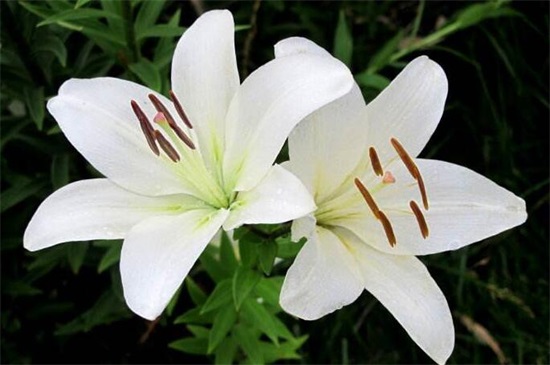 百合花的茎如何繁殖，5个步骤繁殖成活百合花