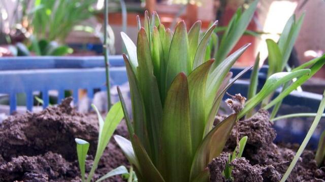 百合花如何繁殖