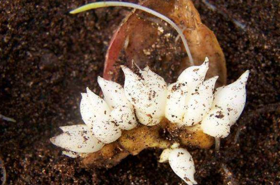 百合花如何繁殖