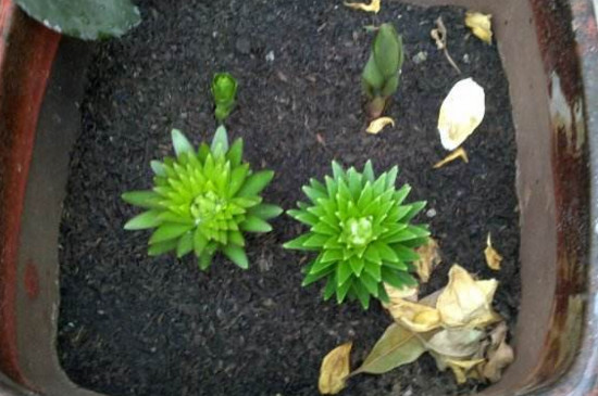 百合花如何繁殖