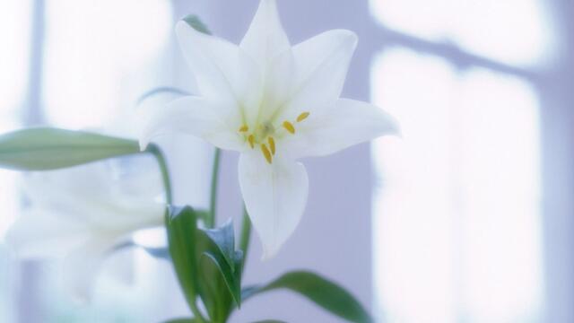 百合花插在水里如何养